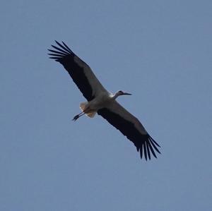 White Stork