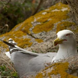 Yellow-legged Gull