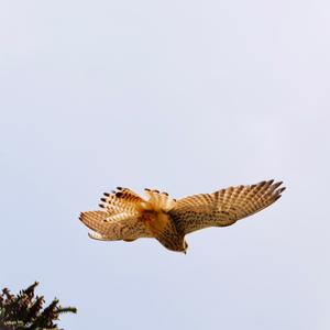 Common Kestrel