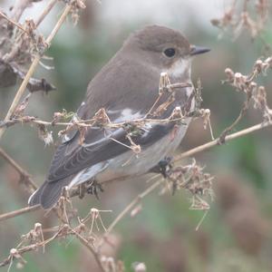 European Pied Flycatcher