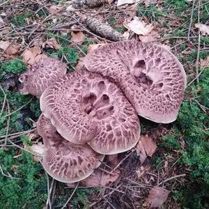 Shingled Hedgehog