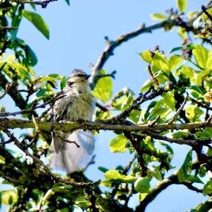 Blue Tit