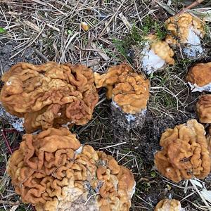 Conifer False Morel