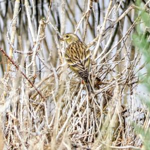 European Serin