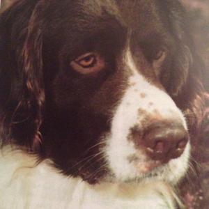 Unknown Breed