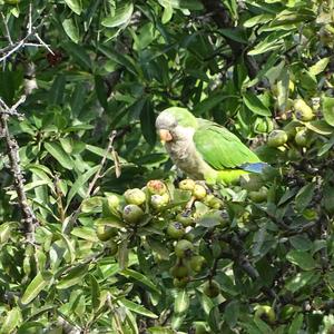 Monk Parakeet