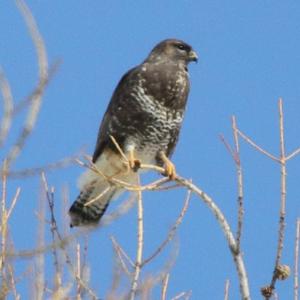 Common Buzzard