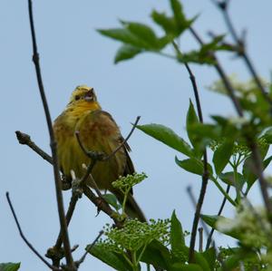 Yellowhammer