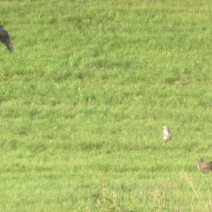 Common Buzzard