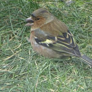 Eurasian Chaffinch