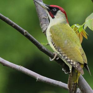 Eurasian Green Woodpecker