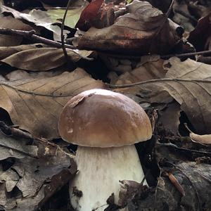 King Bolete