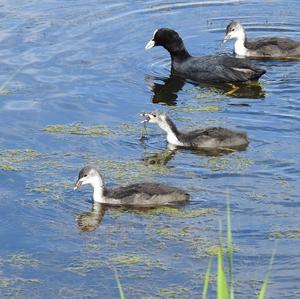 Common Coot