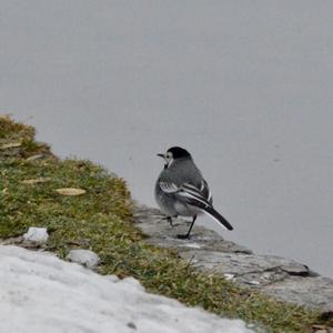 White Wagtail