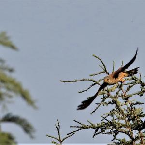 Common Kestrel