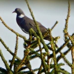 Common Wood-pigeon