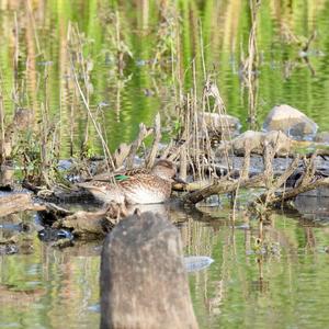 Common Teal