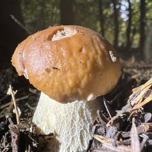 King Bolete