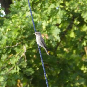 Spotted Flycatcher