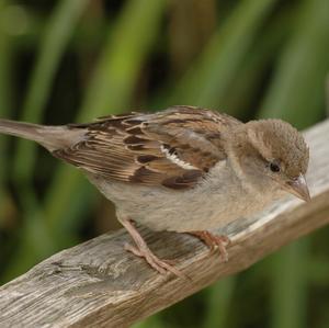 House Sparrow