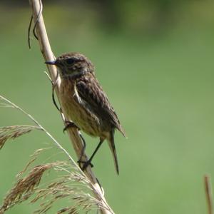 Braunkehlchen