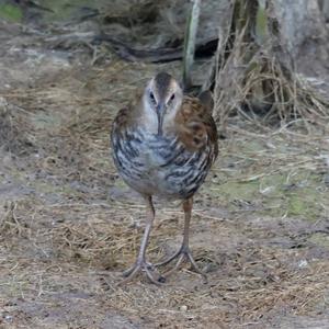 Water Rail