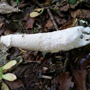 Stinkhorn, Common