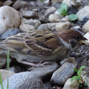 Eurasian Tree Sparrow