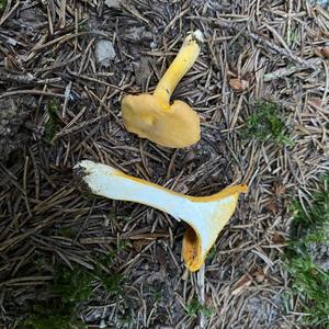 Chanterelle, Common