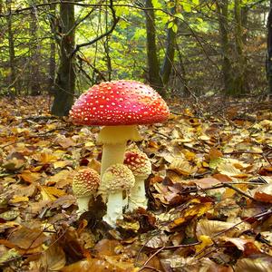 Fly Agaric