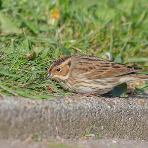 Little Bunting