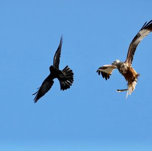 Red Kite