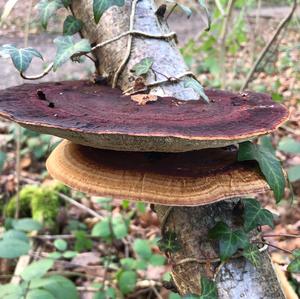 Thick-maze Oak polypore