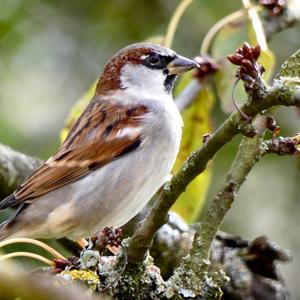 House Sparrow