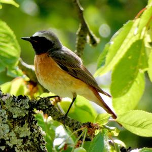 Common Redstart