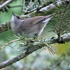 Blackcap