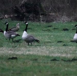 Canada Goose