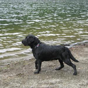 Retriever (Labrador)