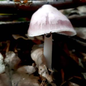 Pink Mycena