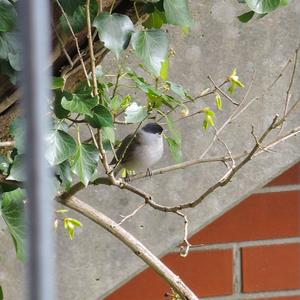 Blackcap