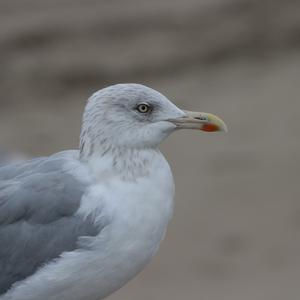 Herring Gull