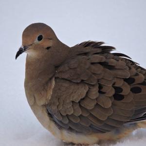 Mourning Dove