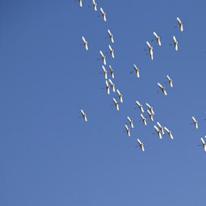 Eurasian Spoonbill