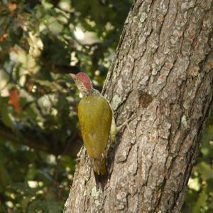 Eurasian Green Woodpecker