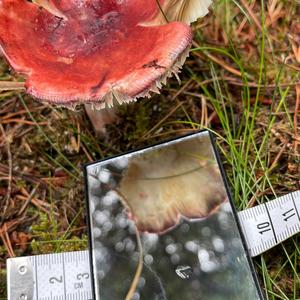 Tall Russula