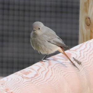 Black Redstart