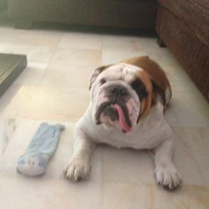 Englische Bulldogge