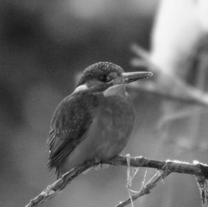 Common Kingfisher