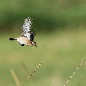 Whinchat