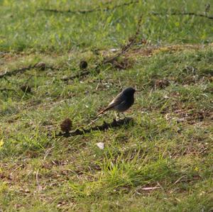 Black Redstart